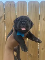 Foxglove (Corso ), a male Cane Corso for sale in Savannah, GA – Photo 3 of 9