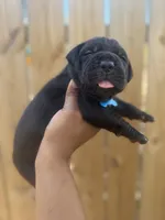 Foxglove (Corso ), a male Cane Corso for sale in Savannah, GA – Photo 5 of 9