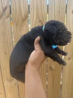 Foxglove (Corso ), a male Cane Corso for sale in Savannah, GA – Photo 1 of 9