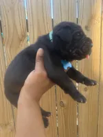 Foxglove (Corso ), a male Cane Corso for sale in Savannah, GA – Photo 8 of 9