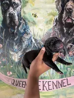 Foxglove (Corso ), a male Cane Corso for sale in Savannah, GA – Photo 7 of 7