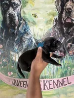 Foxglove (Corso ), a male Cane Corso for sale in Savannah, GA – Photo 4 of 7