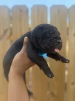 Foxglove (Corso ), a male Cane Corso for sale in Savannah, GA – Photo 4 of 9