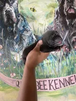 Foxglove (Corso ), a male Cane Corso for sale in Savannah, GA – Photo 5 of 7