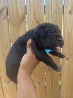 Foxglove (Corso ), a male Cane Corso for sale in Savannah, GA – Photo 6 of 9