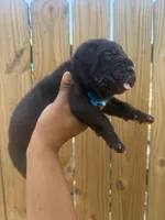 Foxglove (Corso ), a male Cane Corso for sale in Savannah, GA – Photo 7 of 9