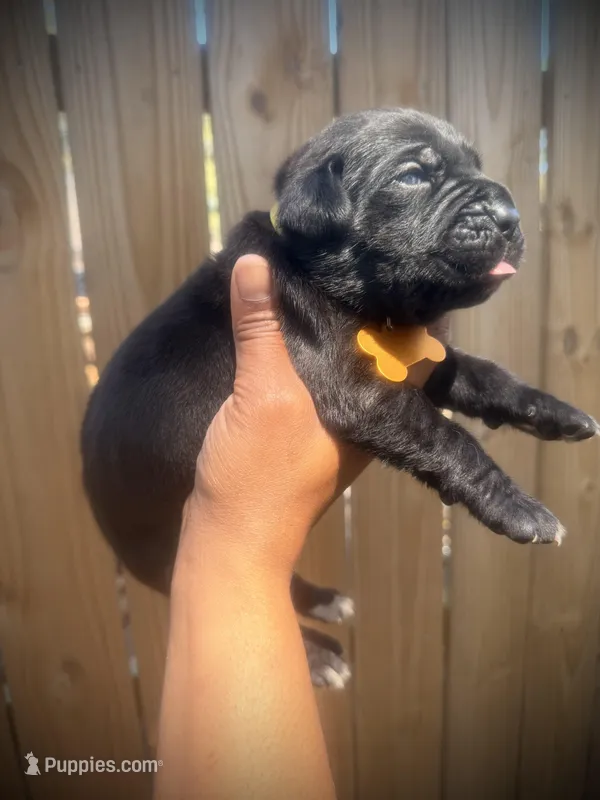 Primrose (Corso) – Cane Corso puppy on hold in Savannah, GA