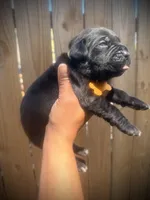 Primrose (Corso), a female Cane Corso for sale in Savannah, GA – Photo 1 of 10