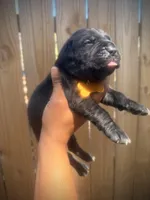 Primrose (Corso), a female Cane Corso for sale in Savannah, GA – Photo 6 of 10