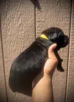 Primrose (Corso), a female Cane Corso for sale in Savannah, GA – Photo 5 of 10