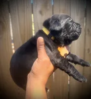 Primrose (Corso), a female Cane Corso for sale in Savannah, GA – Photo 7 of 10