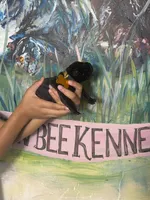 Primrose (Corso), a female Cane Corso for sale in Savannah, GA – Photo 5 of 6