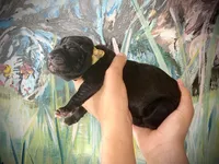 Primrose (Corso), a female Cane Corso for sale in Savannah, GA – Photo 4 of 6