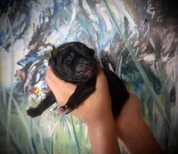 Primrose (Corso), a female Cane Corso for sale in Savannah, GA – Photo 2 of 6