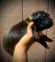 Primrose (Corso), a female Cane Corso for sale in Savannah, GA – Photo 4 of 10