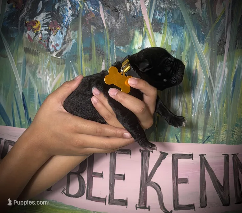 Primrose (Corso) – Cane Corso puppy for sale in Savannah, GA