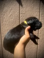 Primrose (Corso), a female Cane Corso for sale in Savannah, GA – Photo 8 of 10