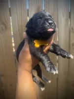 Primrose (Corso), a female Cane Corso for sale in Savannah, GA – Photo 9 of 10