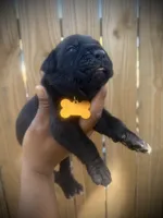 Primrose (Corso), a female Cane Corso for sale in Savannah, GA – Photo 3 of 10