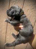 Primrose (Corso), a female Cane Corso for sale in Savannah, GA – Photo 10 of 10