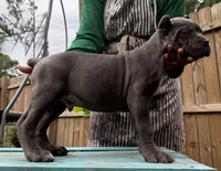 Chestnut akc, a male Cane Corso for sale in Savannah, GA – 8 of 10