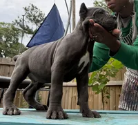 Chestnut akc, a male Cane Corso for sale in Savannah, GA – 4 of 10