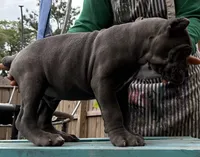 Chestnut akc, a male Cane Corso for sale in Savannah, GA – 3 of 10