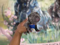 Chestnut (Corso), a male Cane Corso for sale in Savannah, GA – Photo 3 of 9