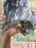 Chestnut (Corso), a male Cane Corso for sale in Savannah, GA – Photo 5 of 9