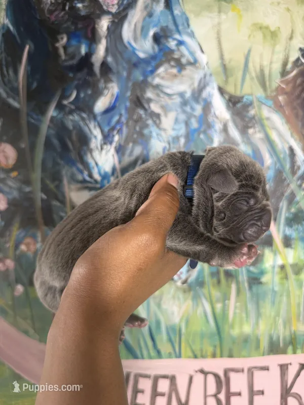 Chestnut (Corso) – Cane Corso puppy for sale in Savannah, GA