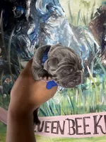 Chestnut (Corso), a male Cane Corso for sale in Savannah, GA – Photo 8 of 9