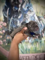 Chestnut (Corso), a male Cane Corso for sale in Savannah, GA – Photo 7 of 9