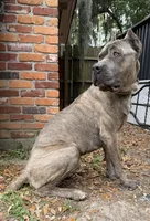 Titan akc, a male Cane Corso for sale in Savannah, GA – 3 of 7