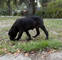 Ash (Corso) akc, a male Cane Corso for sale in Savannah, GA – 5 of 10