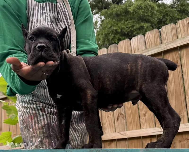 Ash (Corso) akc – Cane Corso puppy for sale in Savannah, GA