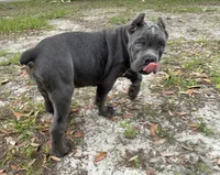 Orchid (Corso) akc, a female Cane Corso for sale in Savannah, GA – 9 of 10