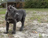 Orchid (Corso) akc, a female Cane Corso for sale in Savannah, GA – 7 of 10