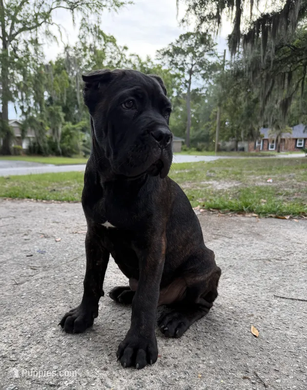 Ash (Corso) akc – Cane Corso puppy for sale in Savannah, GA