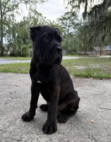 Ash (Corso) akc, a male Cane Corso for sale in Savannah, GA – 1 of 10