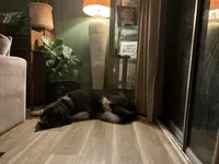 Wednesday , a female Newfoundland for sale in Savannah, GA – Photo 3 of 5