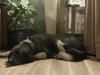 Wednesday , a female Newfoundland for sale in Savannah, GA – Photo 2 of 5