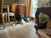 Wednesday , a female Newfoundland for sale in Savannah, GA – Photo 5 of 5