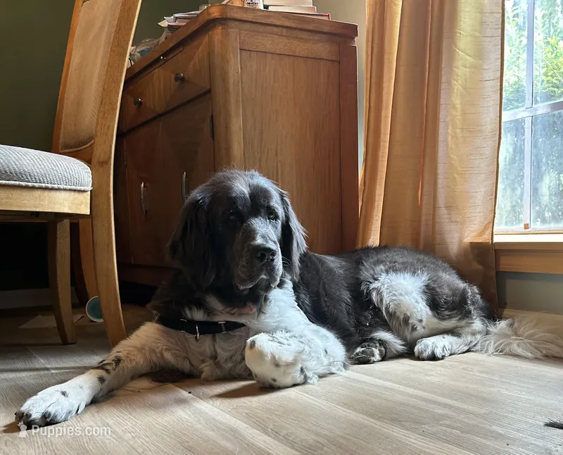 Wednesday  – Newfoundland puppy for sale in Savannah, GA