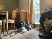 Wednesday , a female Newfoundland for sale in Savannah, GA – Photo 4 of 5