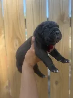 Shamrock, a male Cane Corso for sale in Savannah, GA – Photo 7 of 10