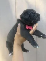 Shamrock, a male Cane Corso for sale in Savannah, GA – Photo 4 of 10