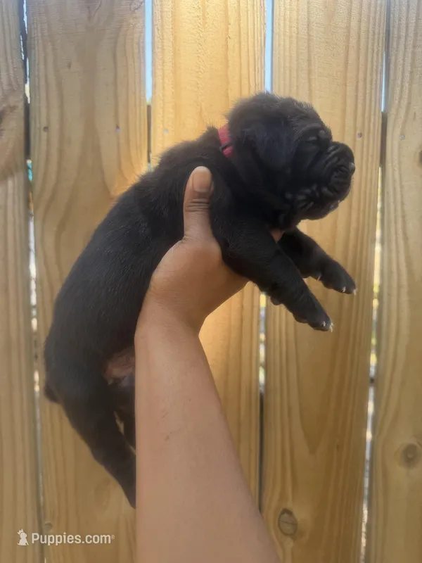 Shamrock – Cane Corso puppy on hold in Savannah, GA