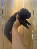 Shamrock, a male Cane Corso for sale in Savannah, GA – Photo 1 of 10