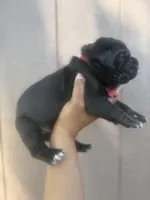 Shamrock, a male Cane Corso for sale in Savannah, GA – Photo 8 of 10