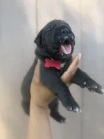 Shamrock, a male Cane Corso for sale in Savannah, GA – Photo 3 of 10